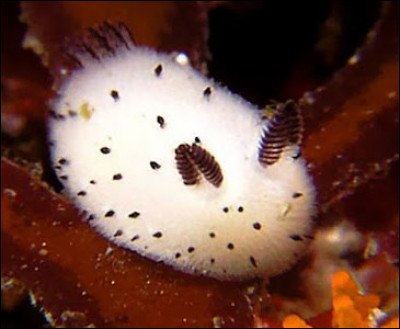 Quel est le nom de cette limace, aussi appelée lapin des mers ?