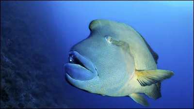 Ce poisson a le nom dun empereur. Lequel ?