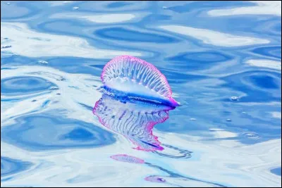 Quel est cet étrange animal ?