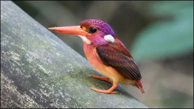 Où vit ce petit martin pêcheur coloré ?