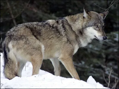Comment dit-on "loup" en anglais ?