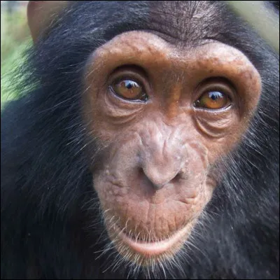 Comment dit-on "singe" en anglais ?