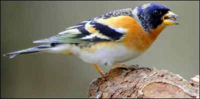 Comment dit-on "oiseau" en anglais ?