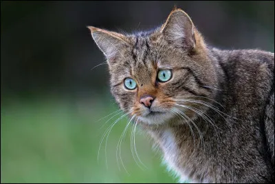 Pour quel lieu le Clan du Tonnerre a-t-il de nombreuses fois livré bataille ?