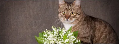 Qui est le premier guérisseur de ce clan ?