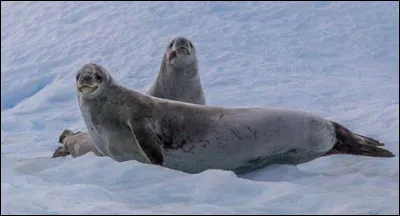 Quel est ce mammifère ?