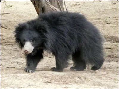 Quel est ce mammifère ?