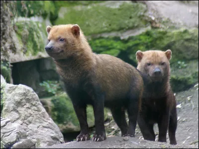 Quel est ce mammifère ?