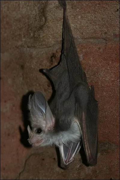 Quel est ce mammifère ?