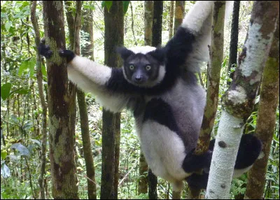 Quel est ce mammifère ?