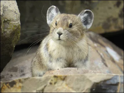 Quel est cet animal ?