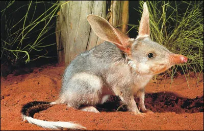 Quel est ce mammifère ?