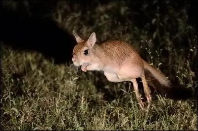 Quel est ce mammifère ?