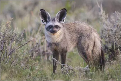Quel est ce mammifère ?