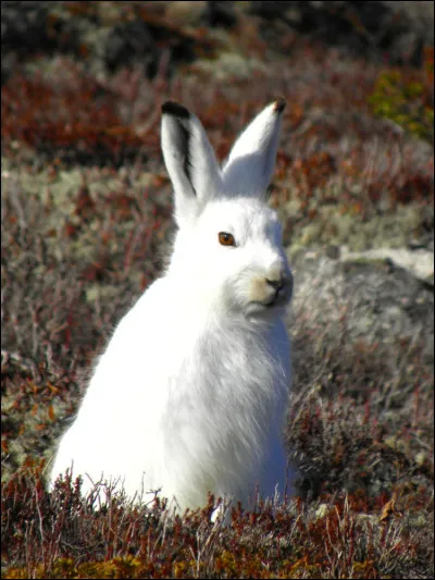 Quel est ce mammifère ?