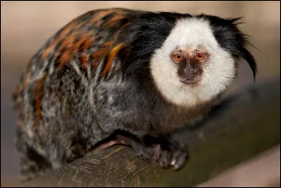 Quel est ce mammifère ?