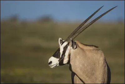 Quel est ce mammifère ?