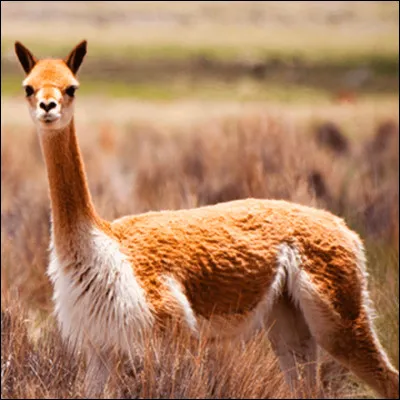 Quel est ce mammifère ?