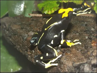 Et quelle est leur particularité ?