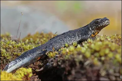 Combien d'ufs peut pondre une femelle triton par an ?