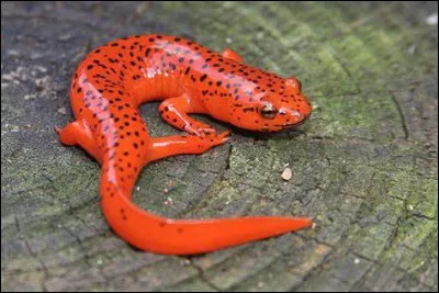 Où vit principalement la salamandre rouge ?