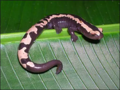 Où vit principalement le bolitoglosse de Salvin ?