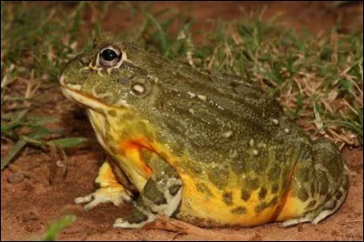 Très vorace, la grenouille taureau d'afrique australe peut manger...