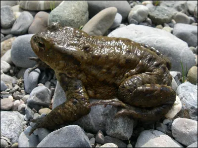 Que fait le crapaud commun pour se défendre ?