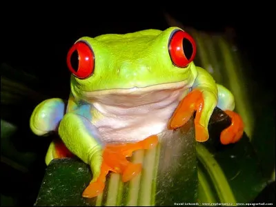 Lorsque les ufs de la rainette aux yeux rouges sont menacés...
