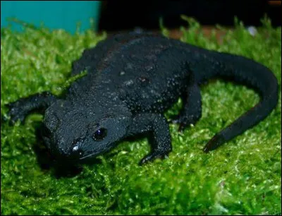 Que fait l'echinotriton quand un prédateur le capture ?