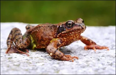 Que veut dire "amphibien" ?