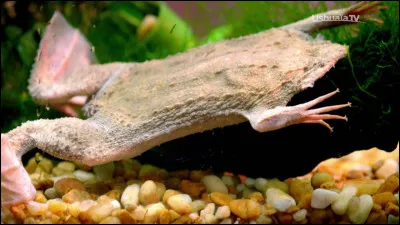 Quelle est la particularité du crapaud du Surinam ?