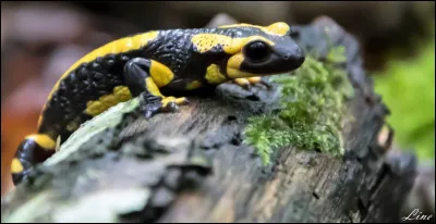On croyait jadis que les salamandres avaient un pouvoir, lequel ?