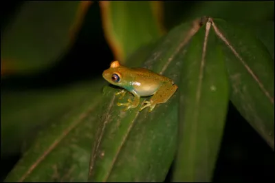 Quel est le plus petit amphibien ?