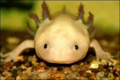 Quelle est la particularité de l'axolotl ?
