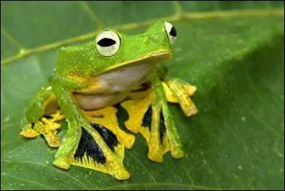 Quelle est la particularité de Rhacophorus nigropalmatus ?