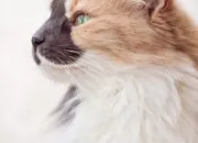 Quiz Les races de chats