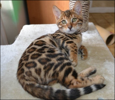 Connais-tu cette race de chat ? 
PS : c'est une race de chat qui aime beaucoup l'eau !