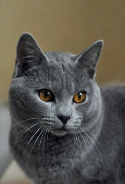 Connais-tu cette race de chat ?