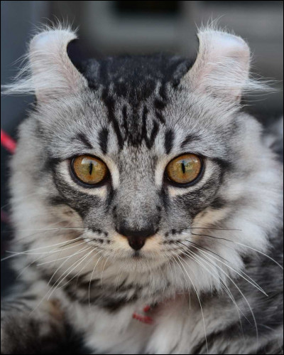 Connais-tu cette race de chat ? Drôles d'oreilles !