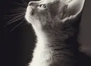 Quiz Mieux comprendre votre chat