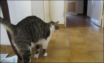 Pourquoi mon chat se frotte-t-il au meuble ?