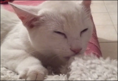 Pourquoi mon chat tète la couverture quand il dort ?