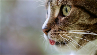 Pourquoi mon chat tire-t-il la langue comme un chien ?