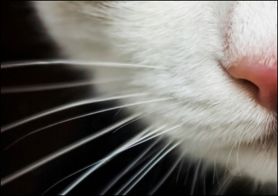 Pourquoi ne faut-il pas couper les moustaches d'un chat ?