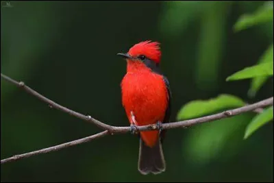 Quel est cet oiseau ?