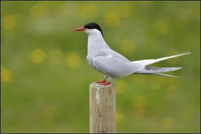 Quel est cet oiseau ?