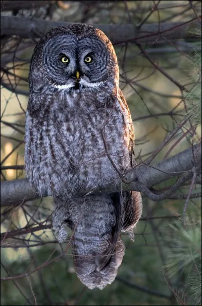 Quel est cet oiseau ?