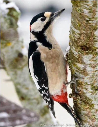 Quel est cet oiseau ?