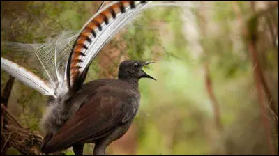 Quel est cet oiseau ?